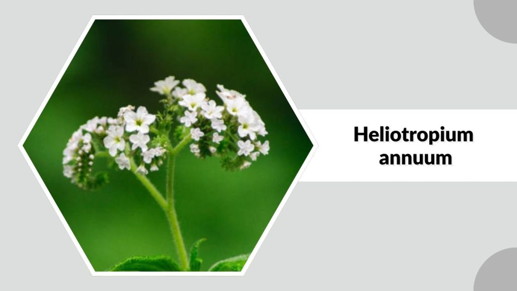 Heliotropium annuum
