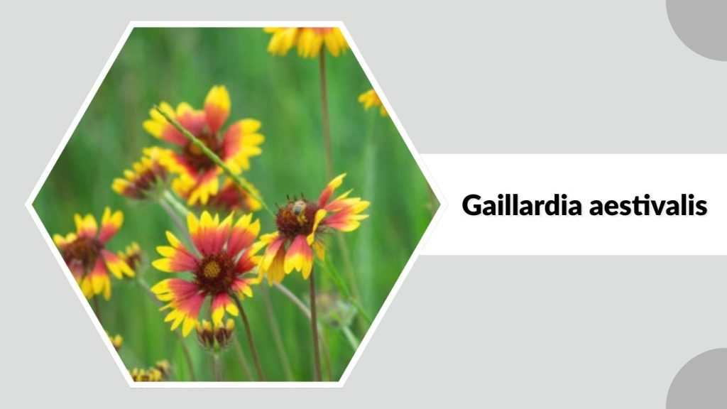 Gaillardia aestivalis