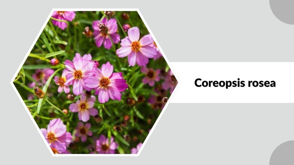 Coreopsis rosea