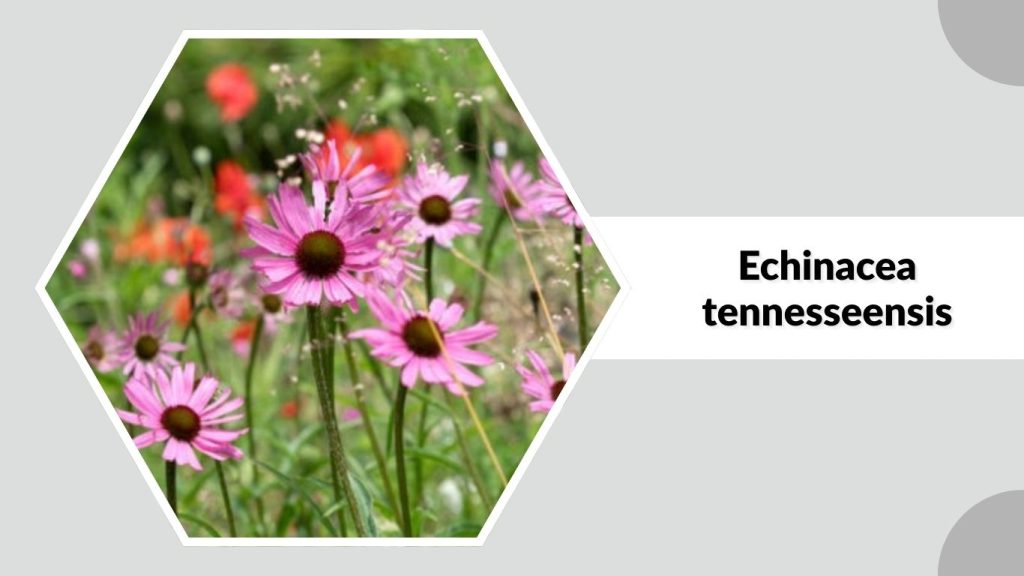 Echinacea tennesseensis