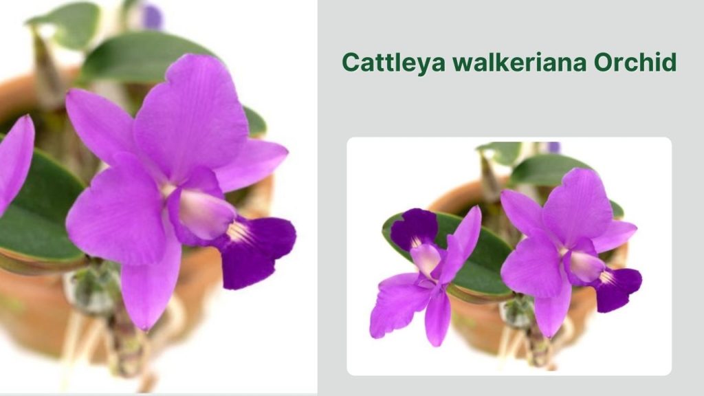Cattleya walkeriana Orchid