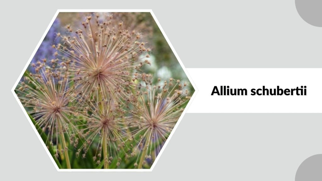 Allium schubertii