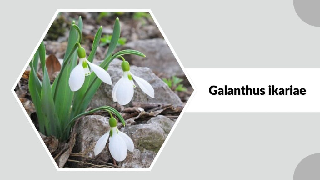 Galanthus ikariae
