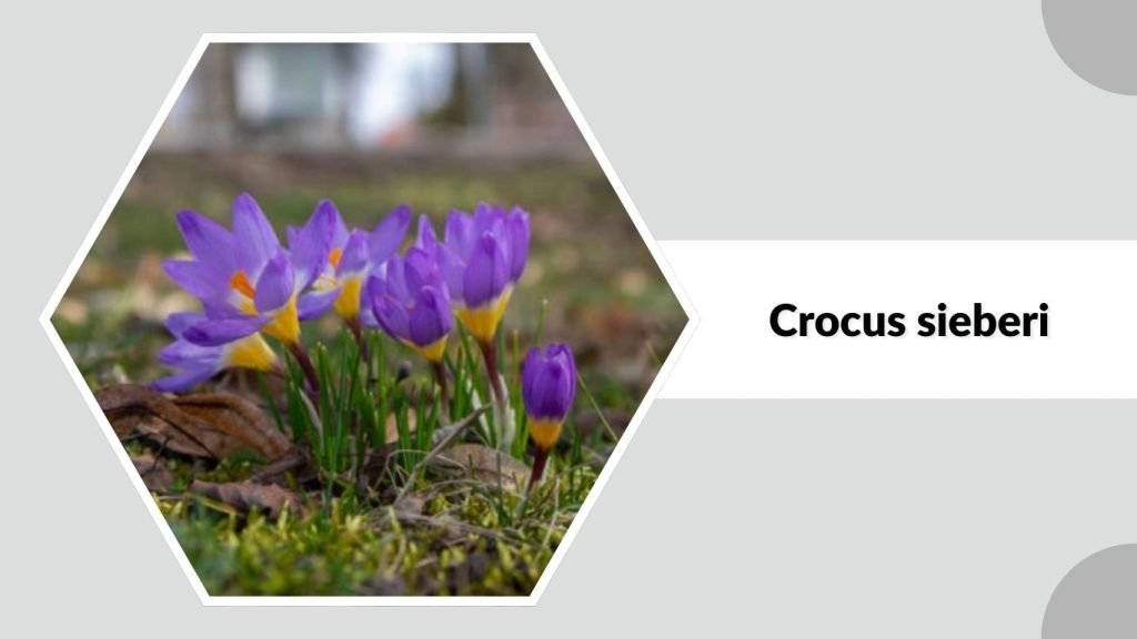 Crocus sieberi