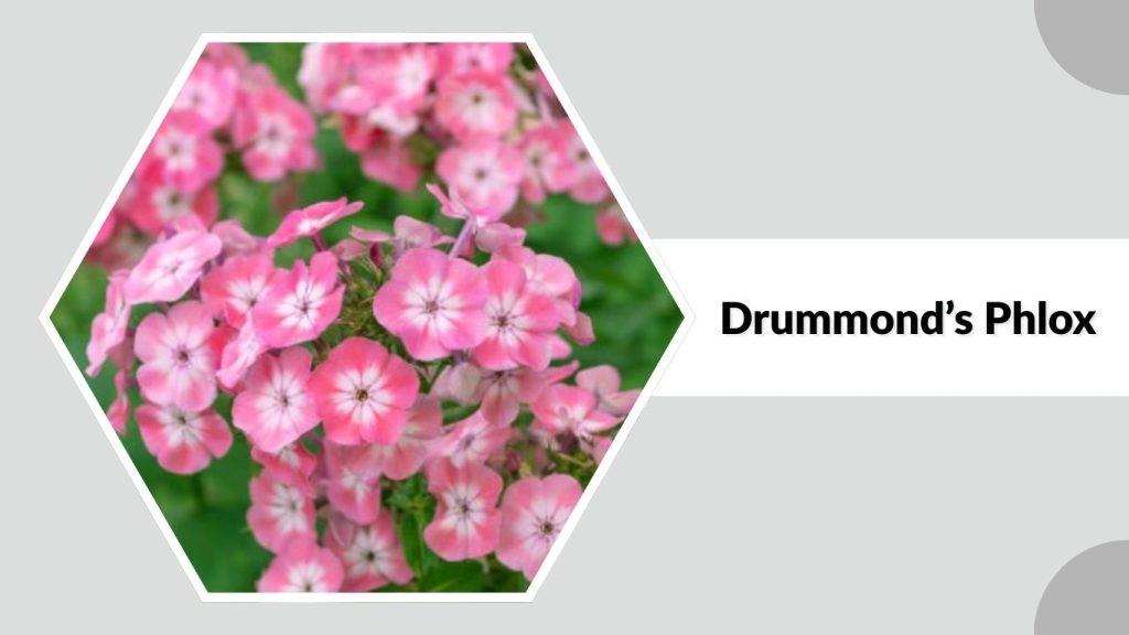 Drummond’s Phlox 