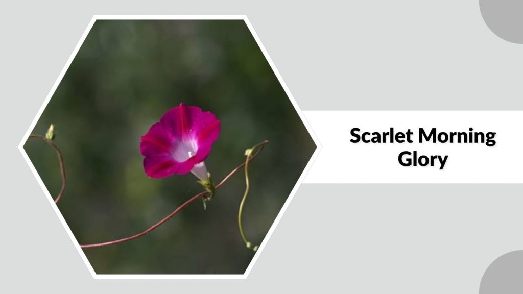 Scarlet Morning Glory