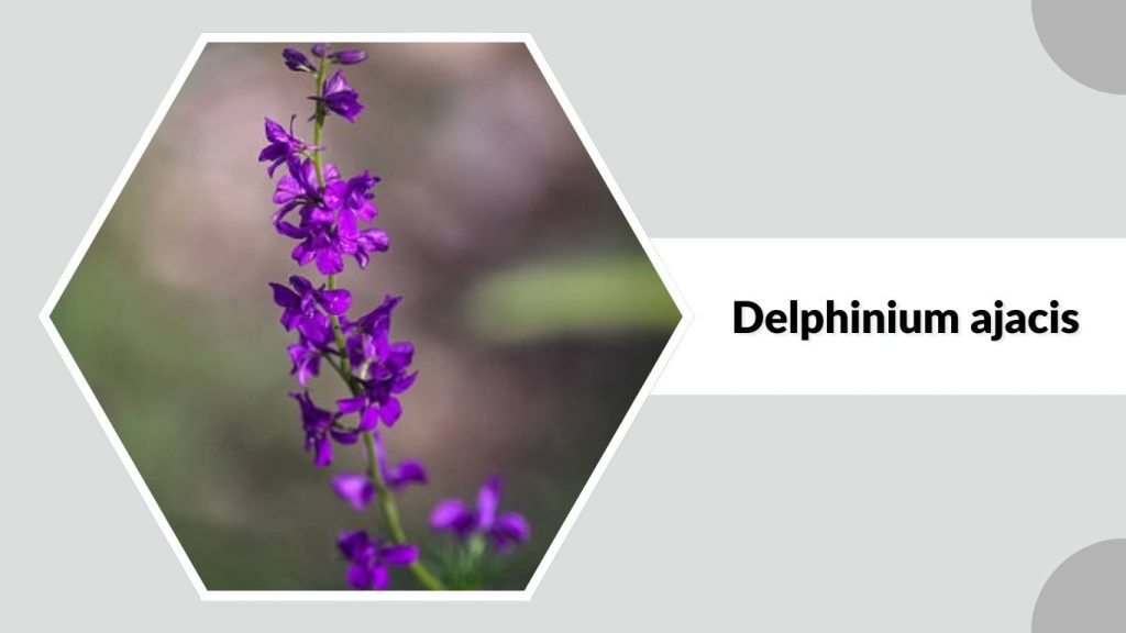 Delphinium ajacis