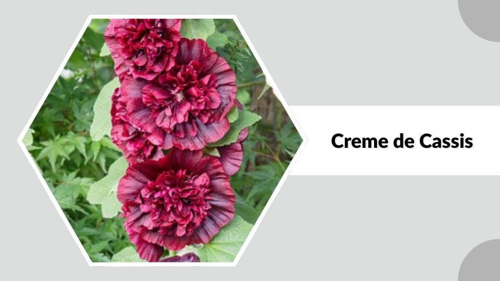 Alcea rosea ‘Creme de Cassis’