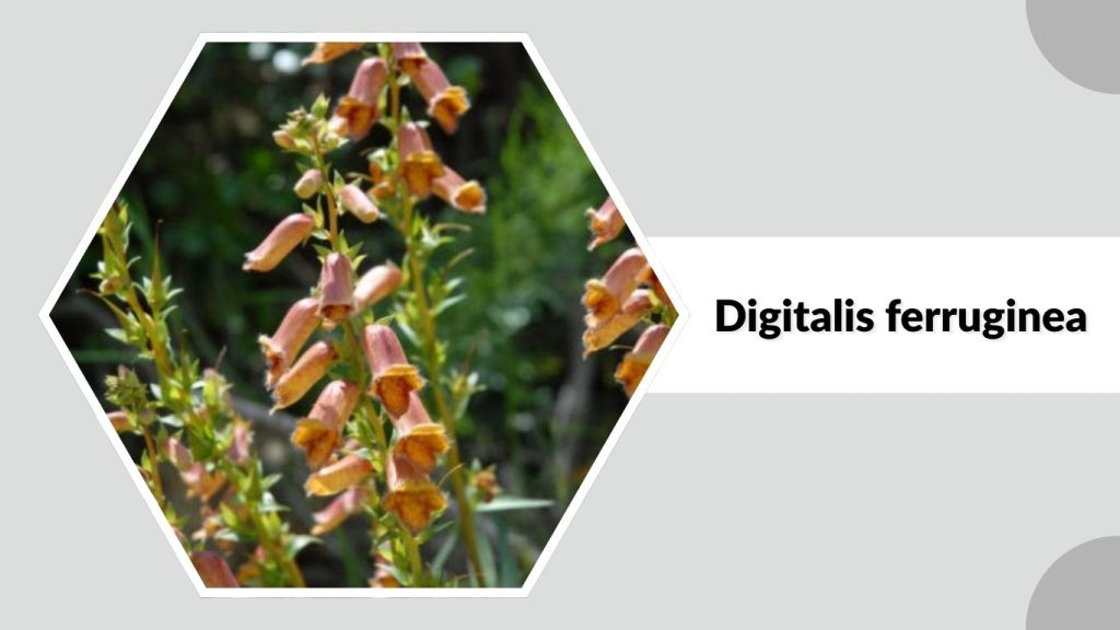 Digitalis ferruginea