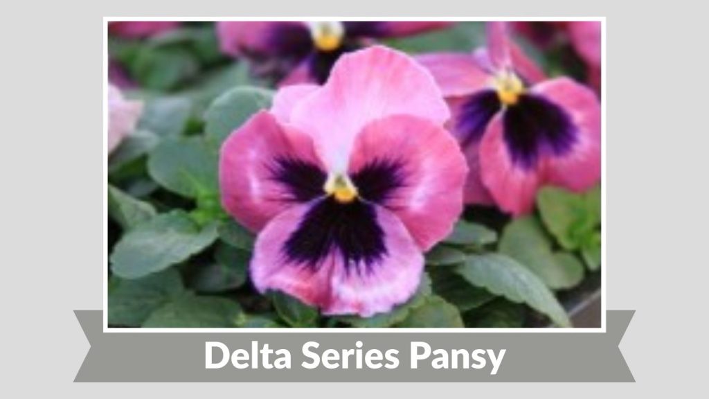 Delta Series Pansy