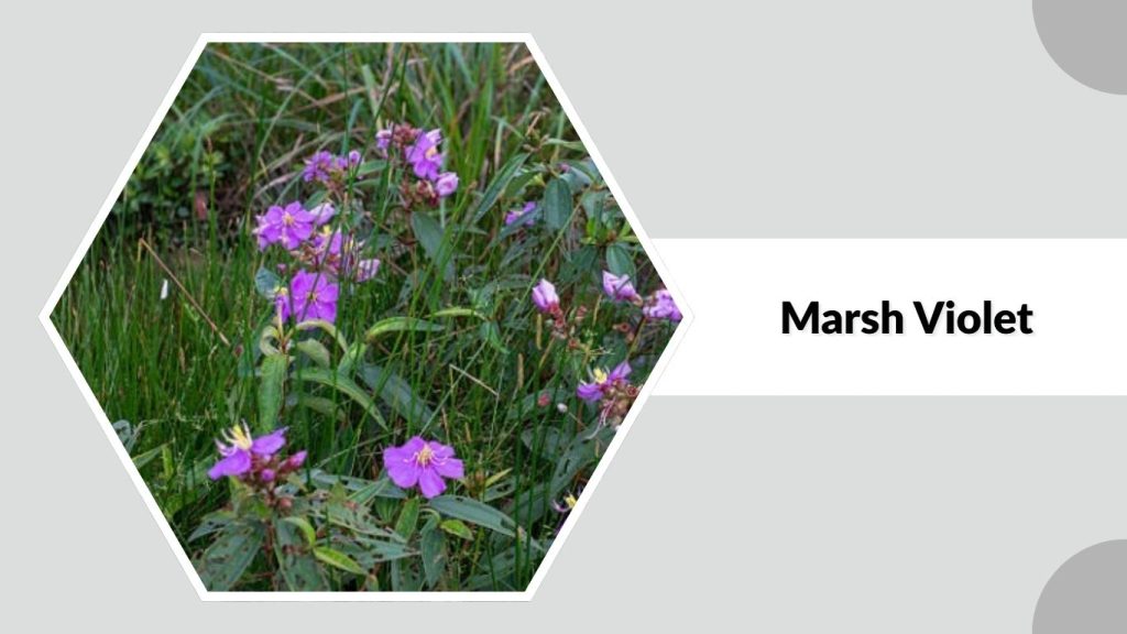 Marsh Violet