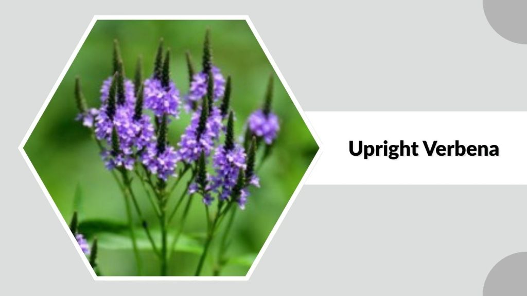 Upright Verbena