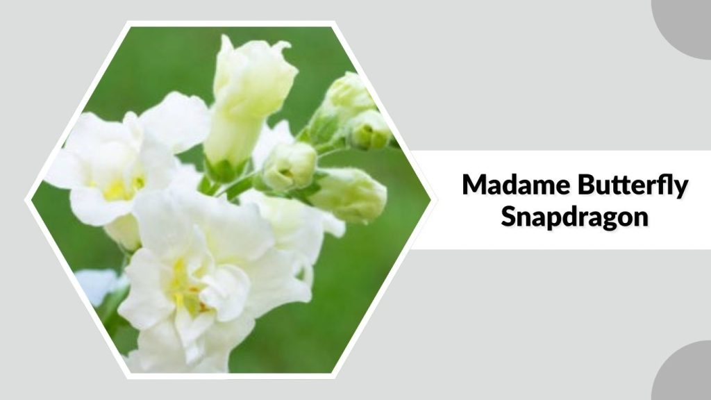 Madame Butterfly Snapdragon