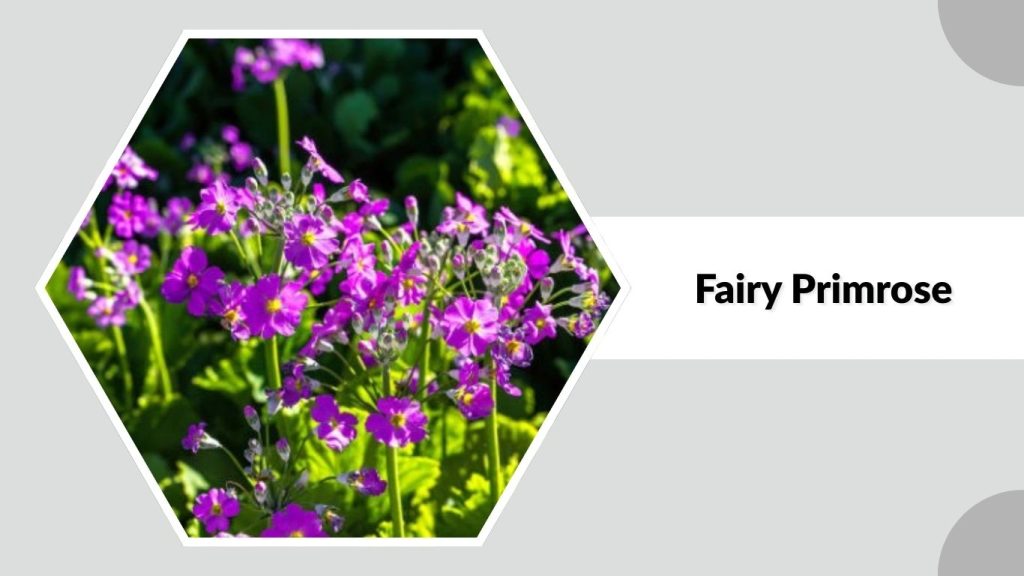 Fairy Primrose