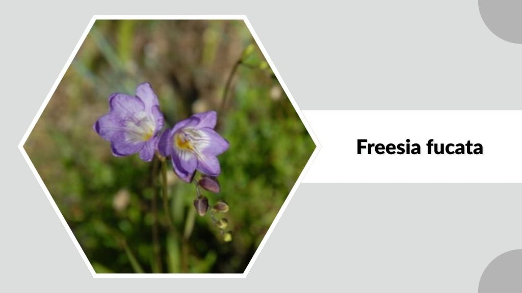 Freesia fucata