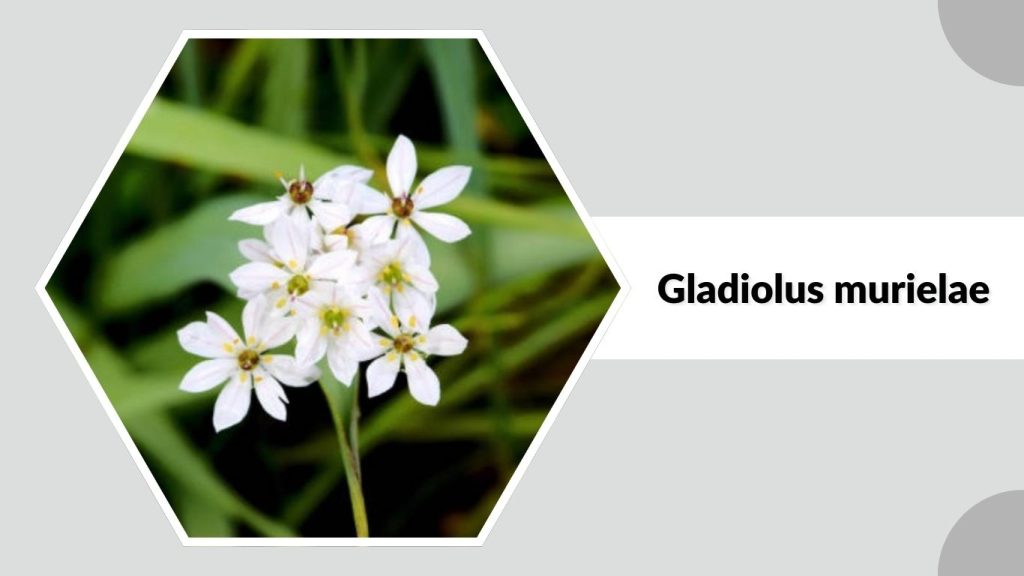 Gladiolus murielae