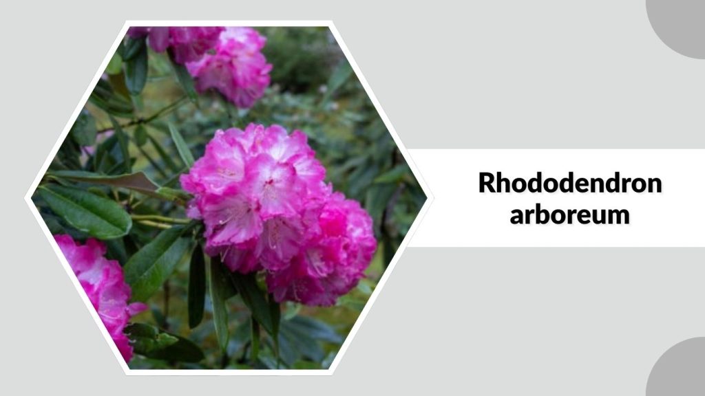 Rhododendron arboreum
