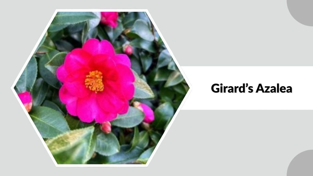 Girard’s Azalea