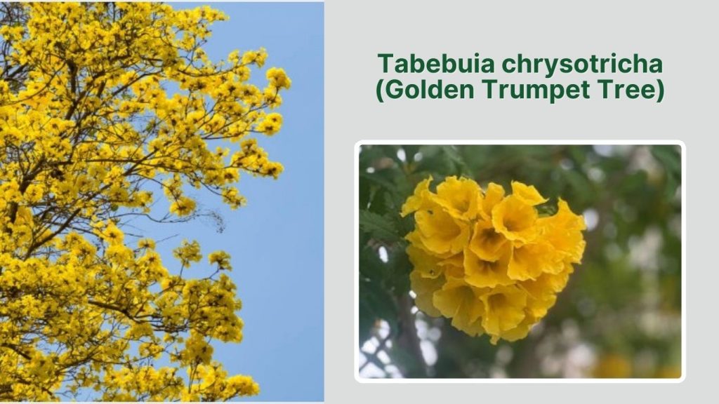 Tabebuia chrysotricha (Golden Trumpet Tree)