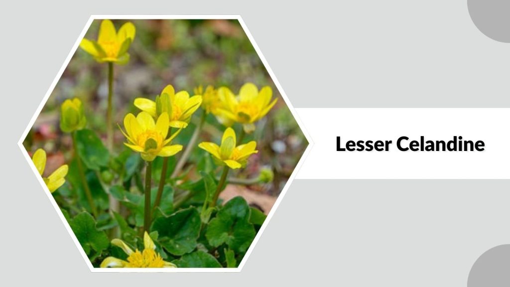 Lesser Celandine