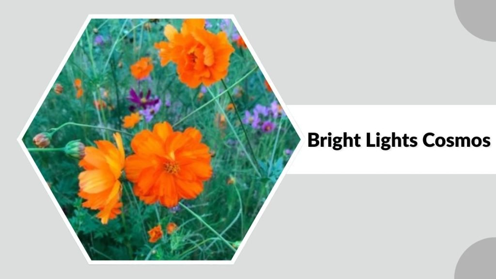 Bright Lights Cosmos
