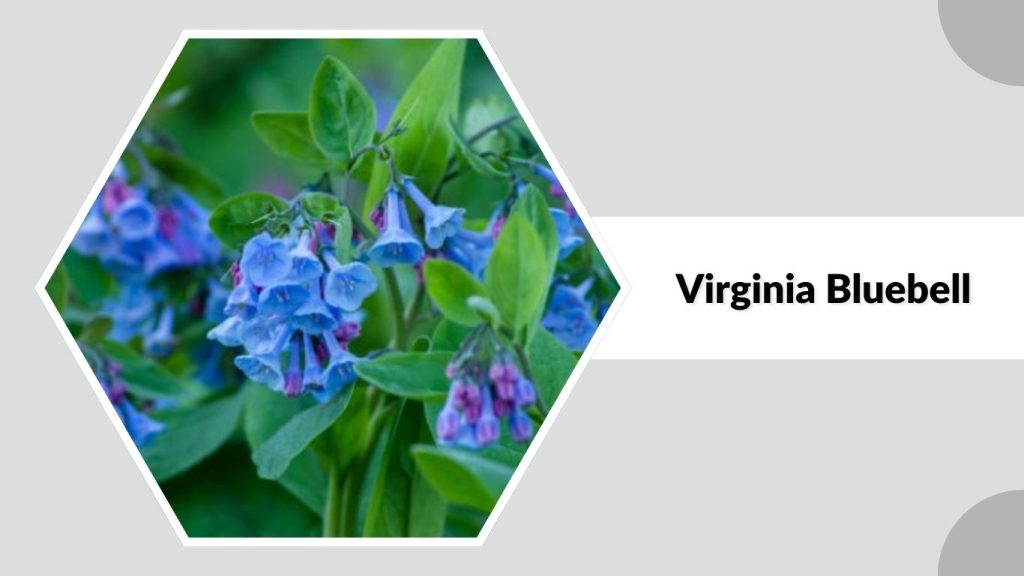 Virginia Bluebell