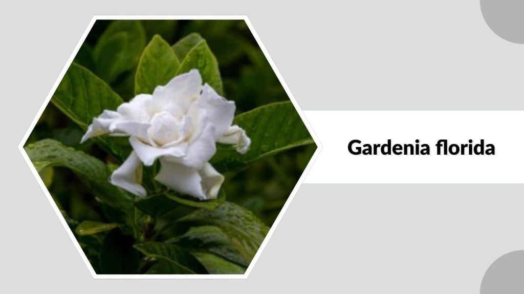 Gardenia florida