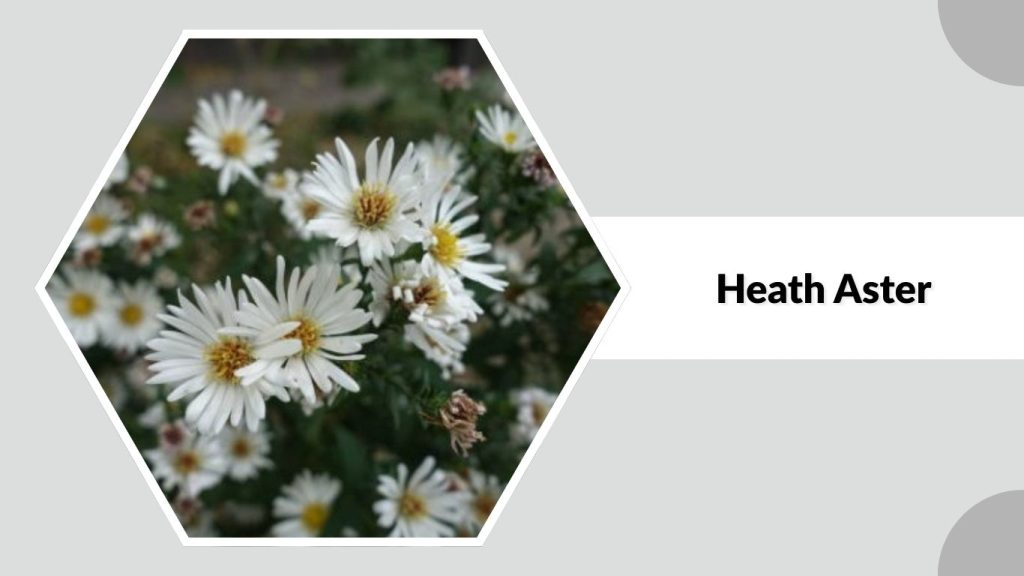 Heath Aster