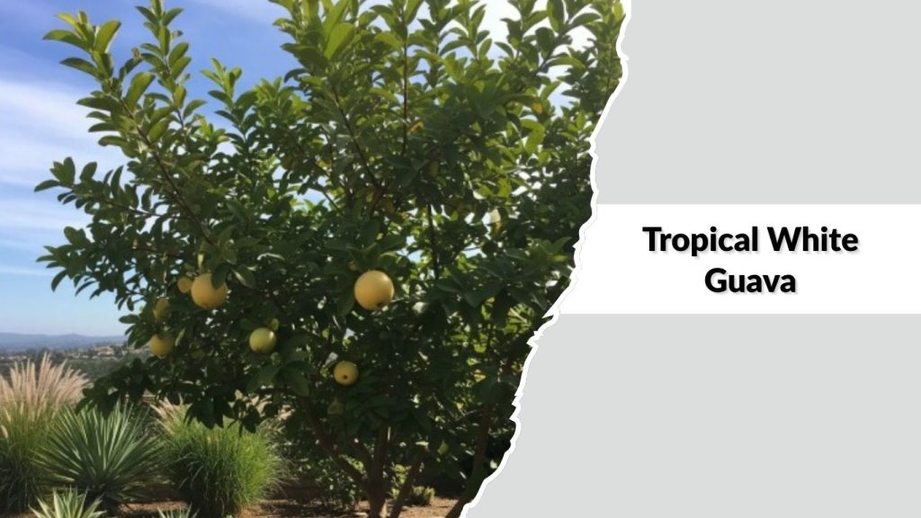  Tropical White Guava