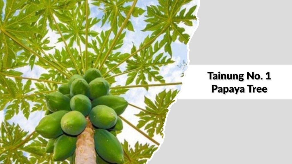 Tainung No. 1 Papaya Tree