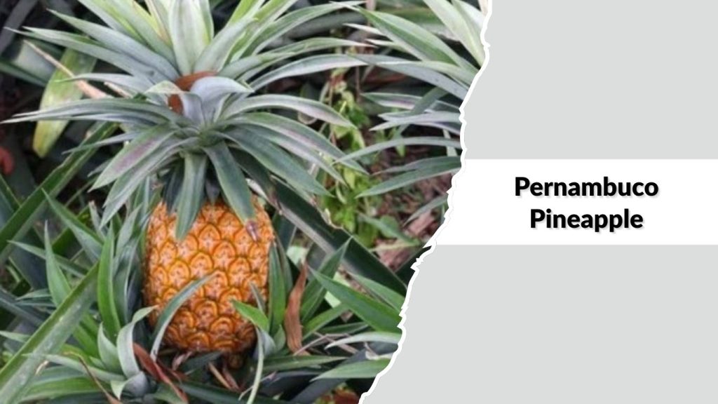 Pernambuco Pineapple