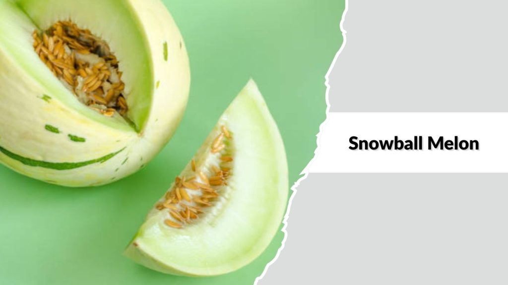 Snowball Melon