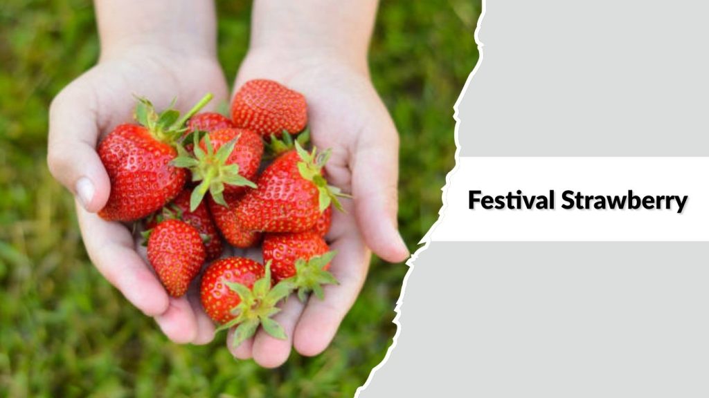 Festival Strawberry