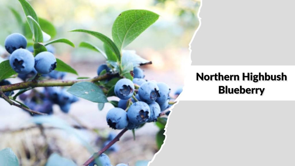 Northern Highbush Blueberry