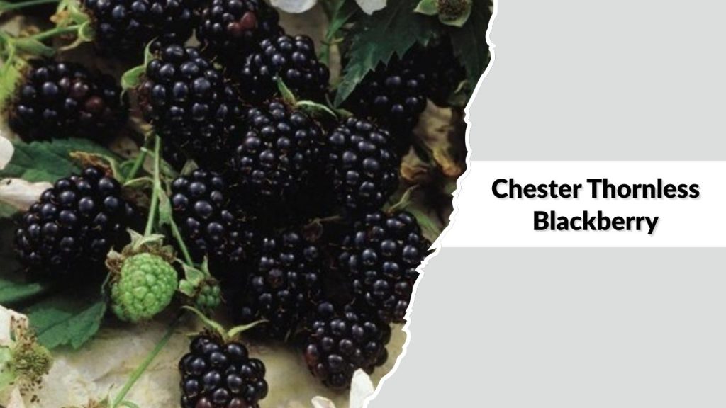 Chester Thornless Blackberry