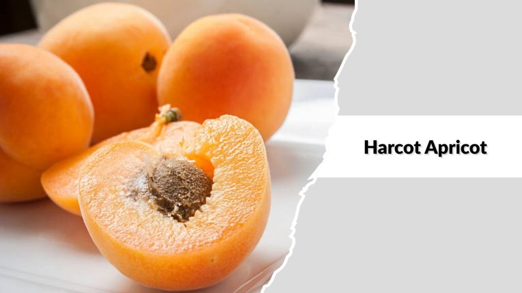 Harcot Apricot