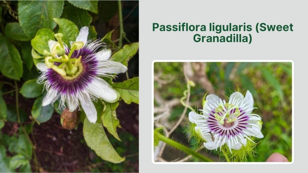 Passiflora ligularis (Sweet Granadilla)