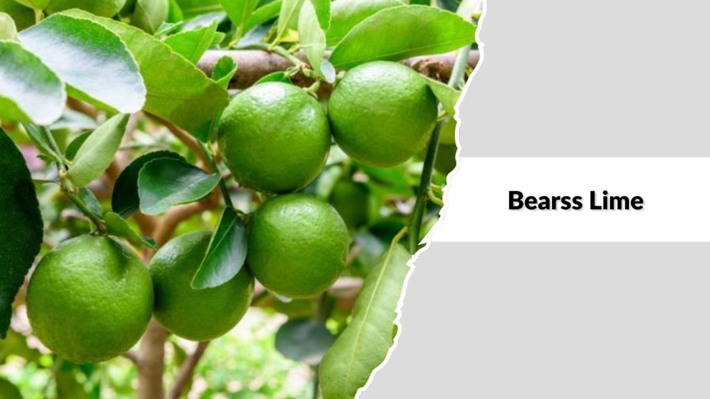 Bearss Lime