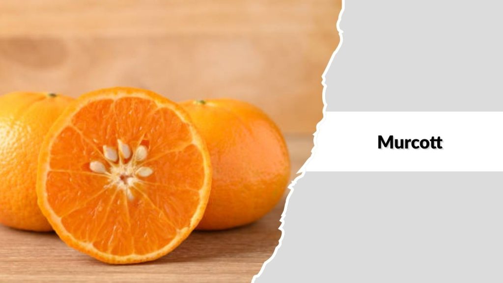  Murcott