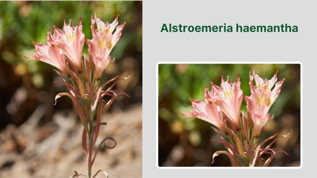 Alstroemeria haemantha