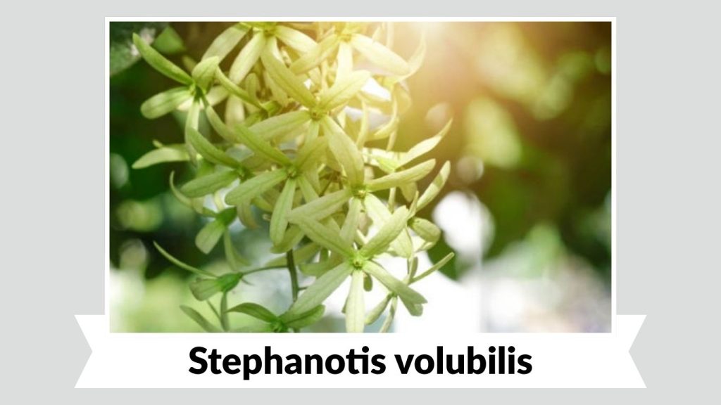 Stephanotis volubilis