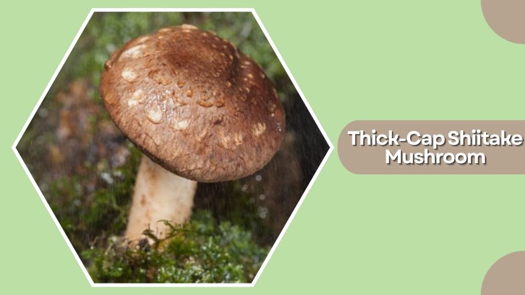 Thick-Cap Shiitake Mushroom
