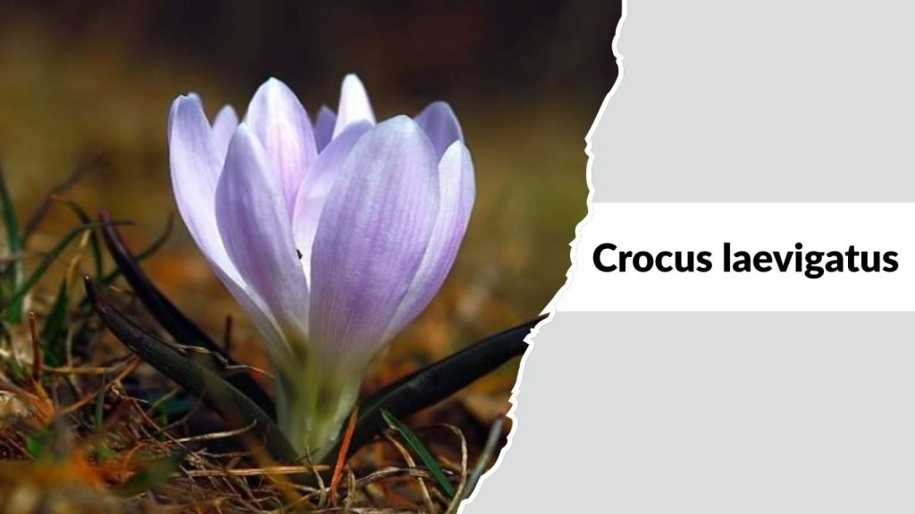 Crocus laevigatus