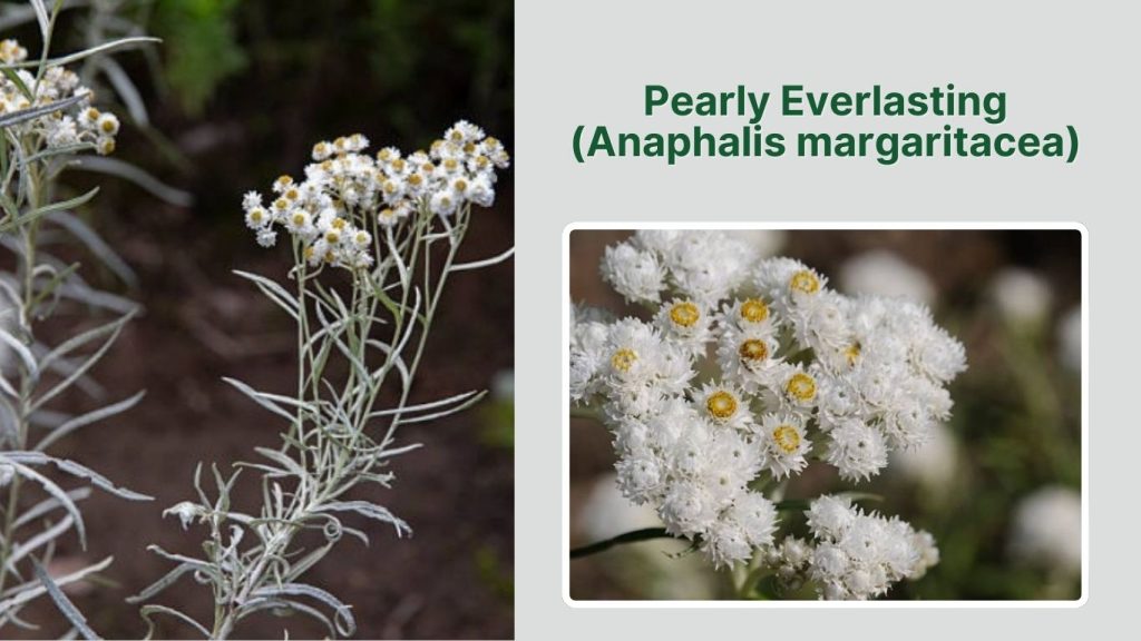  Pearly Everlasting (Anaphalis margaritacea)
