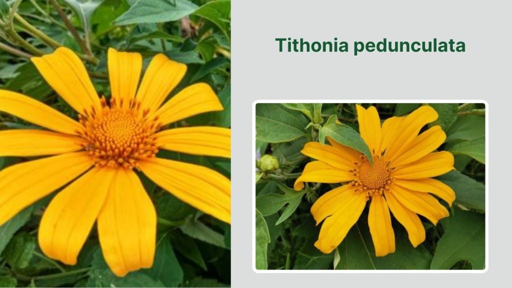  Tithonia pedunculata