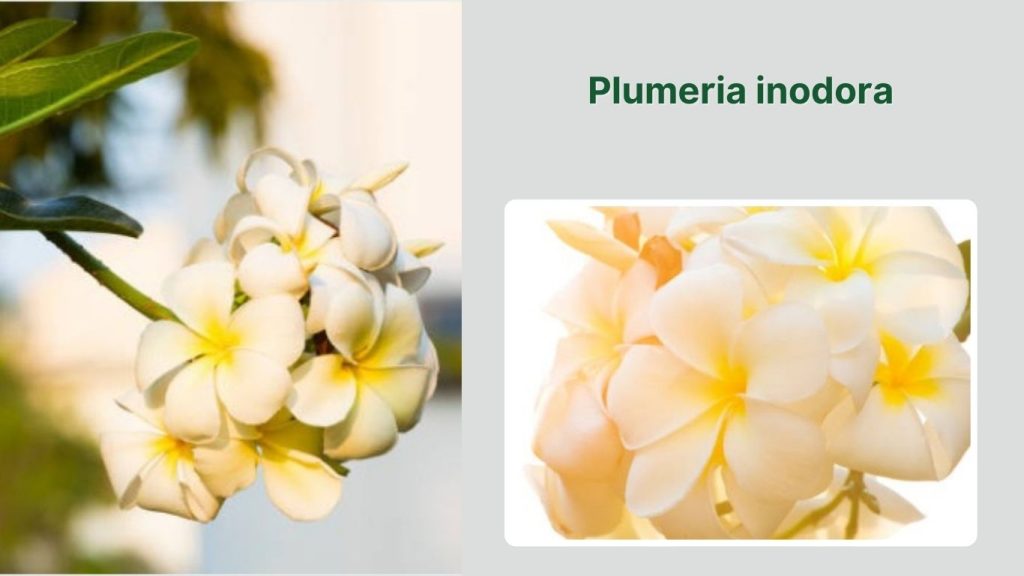 Plumeria inodora