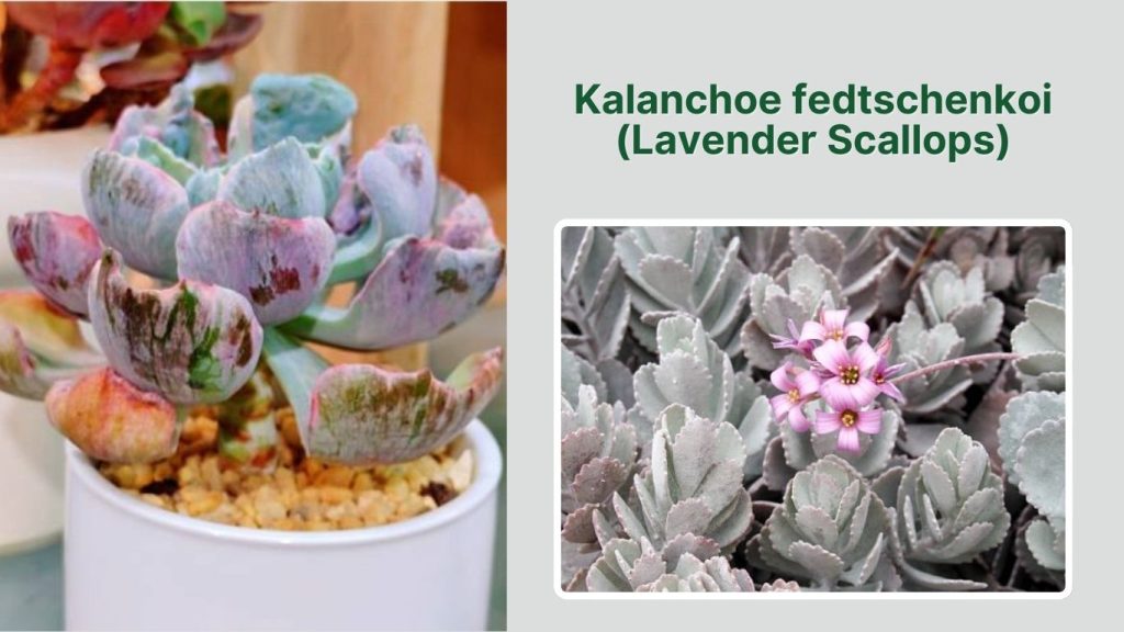 Kalanchoe fedtschenkoi (Lavender Scallops)