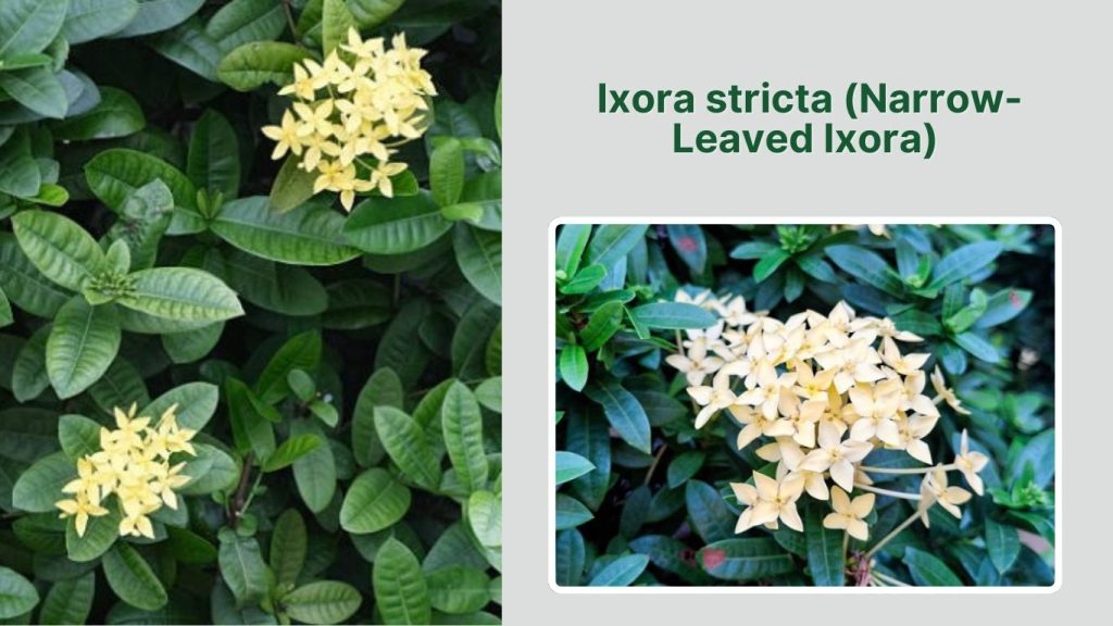Ixora stricta (Narrow-Leaved Ixora)