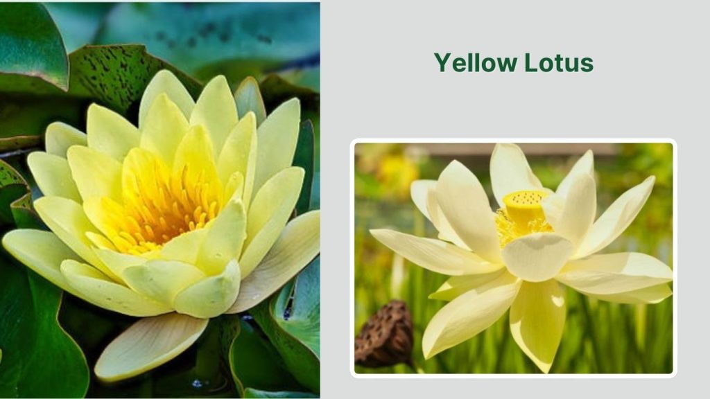 Yellow Lotus