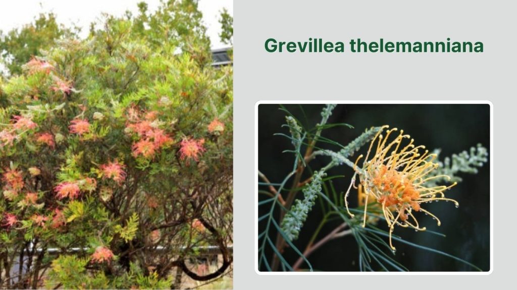 Grevillea thelemanniana